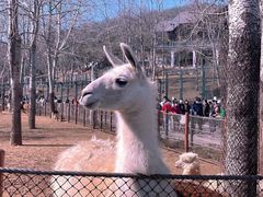 -大连森林动物园