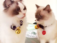 -喵喵咪呀布偶猫咖(春熙路店)