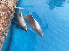 -珠海长隆海洋王国