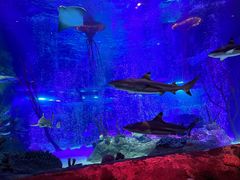 -沈阳海洋探索中心