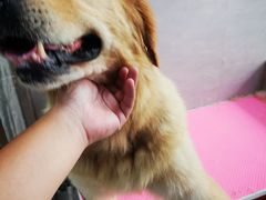 -宠福鑫康馨动物医院·骨科·眼科