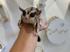 -楼上猫咖(罗湖店)