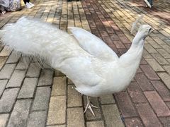 -大湾区中央湿地公园