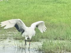 -黑龙江扎龙生态旅游区