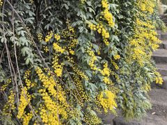 -墨尔本皇家植物园