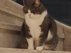 -Catmate·猫肥家润(金润铂宫店)