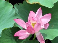 -羊亭河湿地公园