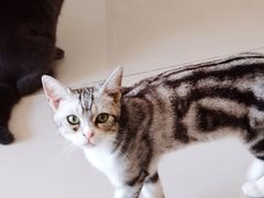 -平行世界·猫咖(首经贸店)