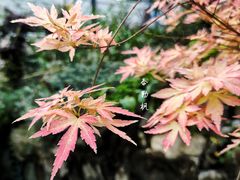 -中国科学院华南植物园