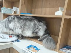 -艾贝尔宠物医院·24H转诊中心·肿瘤猫专科(江宁双龙店)