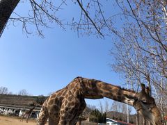 -大连森林动物园