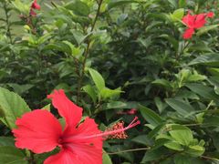 散步拍的花儿们（扶桑）-美视五月花高尔夫度假酒店(滨海西店)