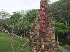 -王借岗森林公园