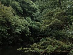 -素山寺森林公园