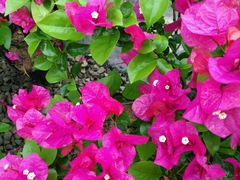 -三圣花乡旅游区