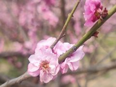 -无锡梅园公园