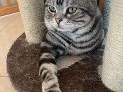 -Catmate·猫肥家润(金润铂宫店)