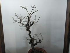 -石家庄市植物园