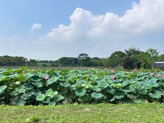 -嘉北郊野公园
