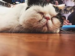 -猫小院猫主题餐厅(三里屯店)