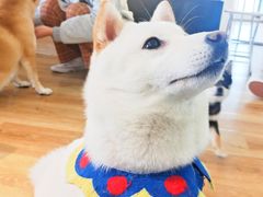 -柴犬小屋·柴餐厅·狗咖食堂(金鼎广场店)