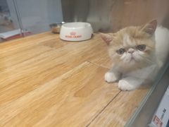 -狗道宠物(常熟印象城店)