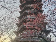 -洋湖国家湿地公园