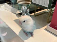 -Bai Meow法式西点咖啡