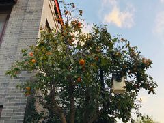 -济南国际园博园