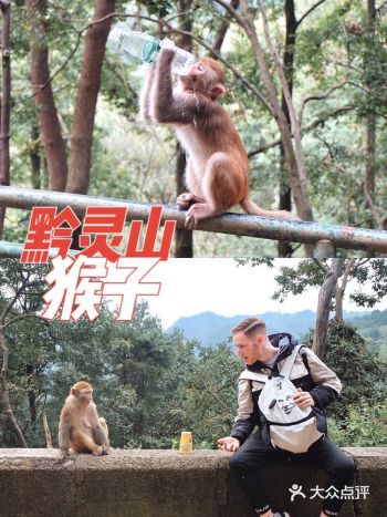 小马来贵州居然是为了黔灵山的猴子