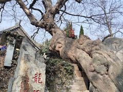 -青岛崂山太清宫