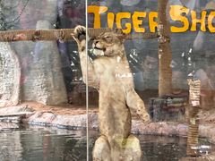 -清迈夜间动物园