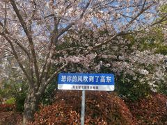 -高东镇樱花园