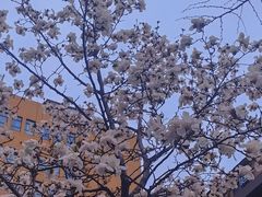 -羊山湖公园