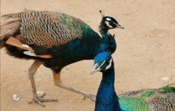 -萌宠亲子动物乐园(槐房万达店)