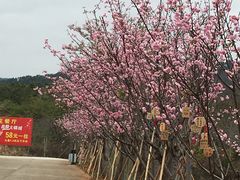 -天适樱花悠乐园