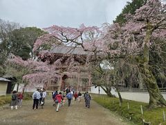 -醍醐寺