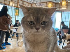 -Let's go狗咖·猫咖·奶狗·桌游(春熙路IFS店)