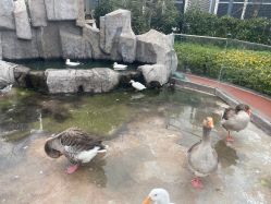 -造物庄园 萌宠纪(苏州湾歌林公园店)