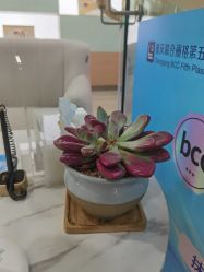 -重庆联合丽格第五医疗美容医院