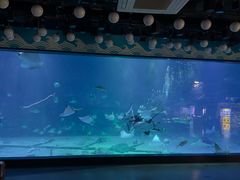 -烟台海昌鲸鲨海洋公园
