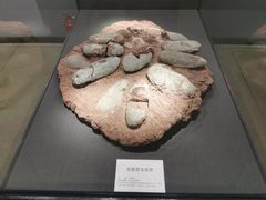-大连自然博物馆