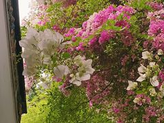 -深圳国际园林花卉博览园