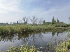 -长田漾湿地公园