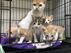 -瑞鹏宠物医院·骨科·猫科·内科(第一中心)