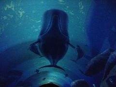 iphone_upload_pic-贝壳梦幻世界