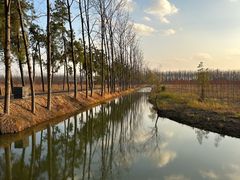 -合肥滨湖国家森林公园