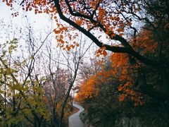 -北京西山国家森林公园