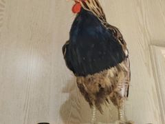 -俭寨大盘鸡·缸子肉·小公鸡·新疆菜(云通店)
