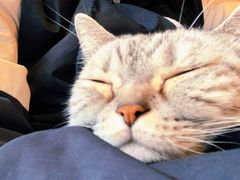 -猫儿山۰猫主题餐厅